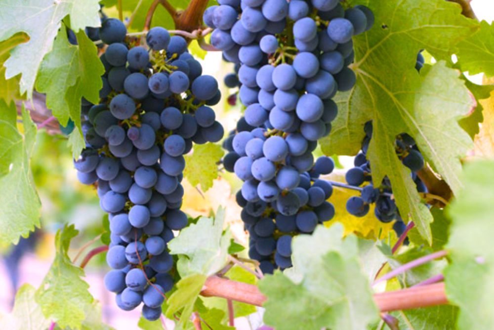 (SterlingVineyards.com)
