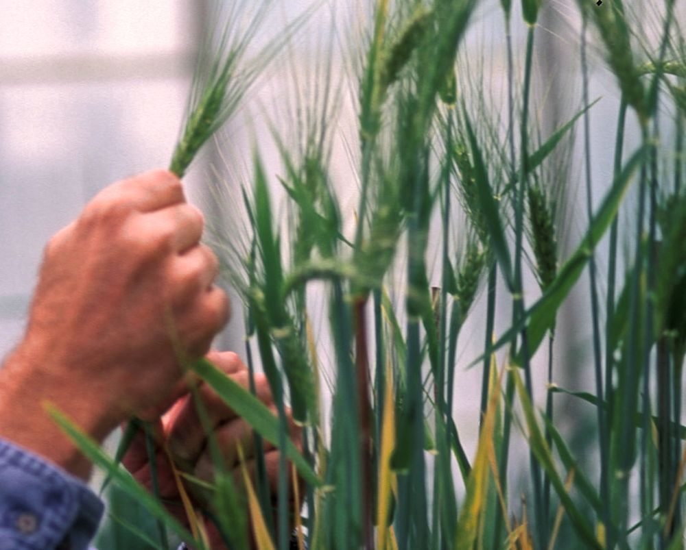 Saskatchewan’s wheat and barley development commissions back research and market development work, supported by grower-funded levies. (Jack Dykinga photo courtesy ARS/USDA)
