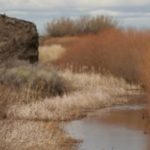 Riparian habitat at the Malheur National Wildlife Refuge. (FWS.gov/refuge/Malheur)