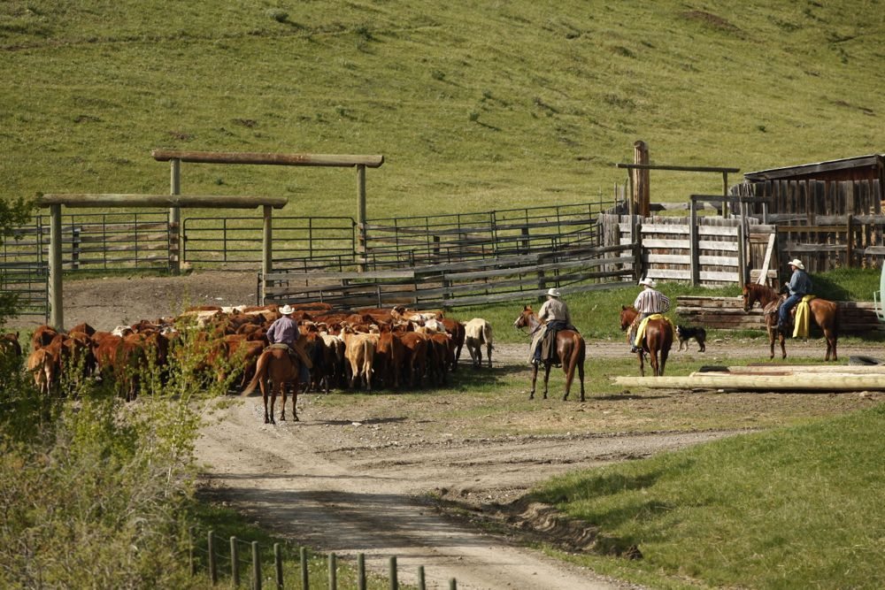 (Photo courtesy Canada Beef Inc.)
