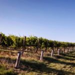 (WineAustralia.com)