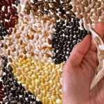 (Peggy Greb photo courtesy ARS/USDA)
