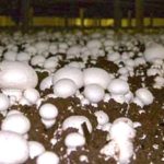 (Highline Mushrooms/Martketwired)