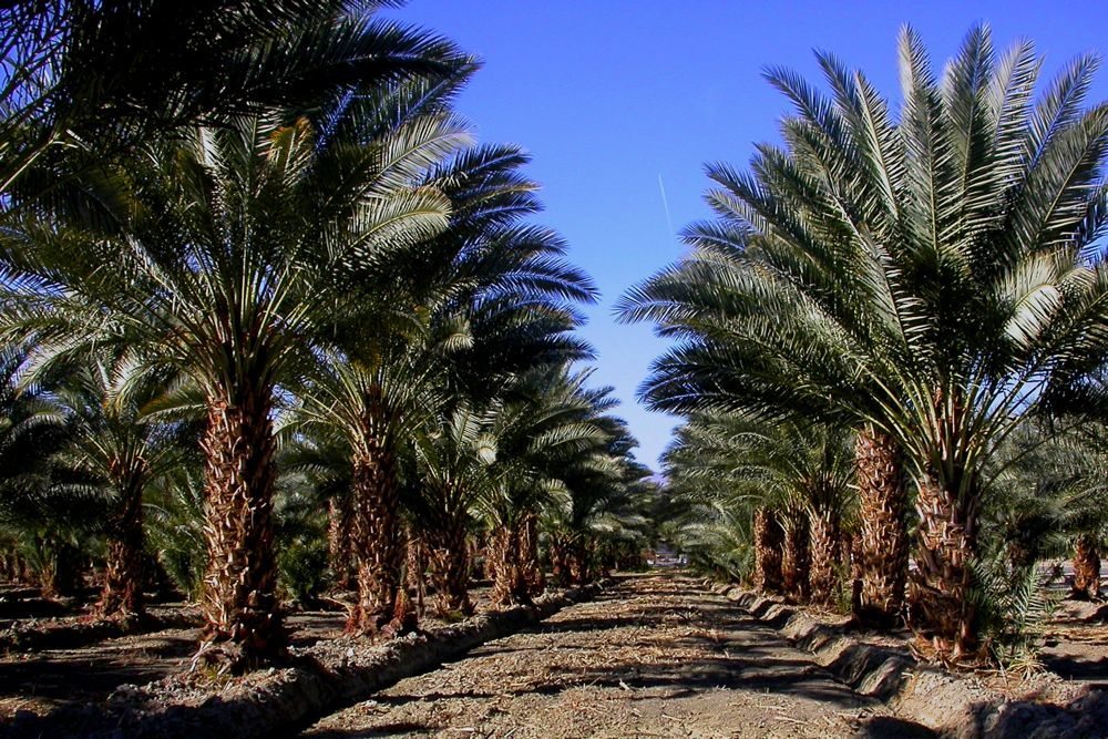 A young commercial date palm planting in California’s Coachella Valley. (RF Lee photo courtesy ARS/USDA)
