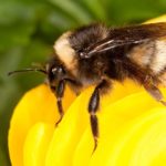 Western bumblebee. (Stephen Ausmus photo courtesy ARS/USDA)
