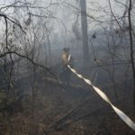 A member of Wildfire Management Alberta’s Wild Mountain Unit pulls hose through smouldering forest in the Parsons Creek area of Fort McMurray on May 5. (Chris Schwarz photo courtesy Government of Alberta via Flickr)
