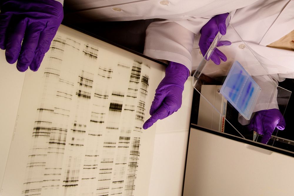 Biologists isolate novel genes from cauliflower to improve crop nutritional value. A study committee of the National Academies of Sciences, Engineering and Medicine looking at gene-altered crops notes a genetically engineered characteristic that alters the nutritional content of a crop is &ldquo;unlikely to have the same environmental or economic effects as a characteristic for herbicide resistance.&rdquo; (Peggy Greb photo courtesy ARS/USDA)
