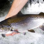 Atlantic salmon is one of the major species grown in aquaculture. (Troutlodge, Inc. photo courtesy ARS/USDA)
