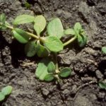 Cleavers, in seedling form. (Photo courtesy Canola Council of Canada)
