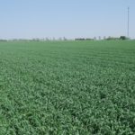 A wheat crop in progress on May 24, 2016 north of London, Ont. (Ralph Pearce photo)
