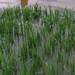 A wheat crop in standing water. (Colton Yoder photo courtesy ARS/USDA)
