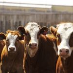 Photo: Canada Beef Inc.