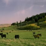 (Photo courtesy Canada Beef Inc.)