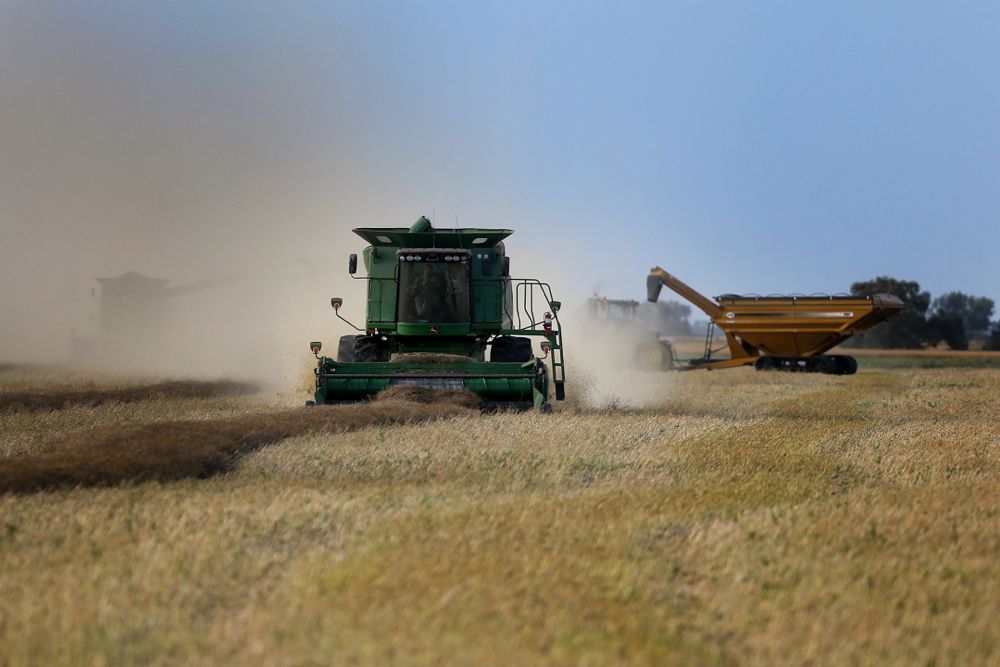 Harvest action on the evening of Aug. 28 near Domain, Man., south of Winnipeg. (Shannon VanRaes photo)
