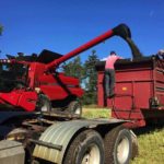 Harvest of Newfoundland’s first-ever canola crop, a 30-acre field at Pasadena, N.L. was underway Friday. (Gov.NL.ca)