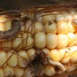 Western bean cutworms feeding on an ear of corn in 2011. (Photo courtesy Ohio State University Extension)
