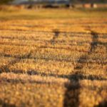 Stubble on a harvested oat field near Winnipeg. (Shannon VanRaes photo)