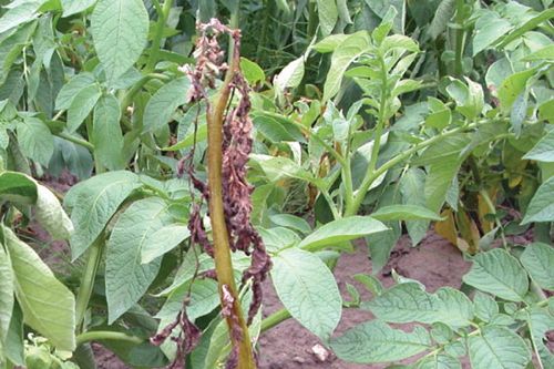 Symptoms of verticillium wilt in an infected potato plant. (OMAFRA.gov.on.ca)
