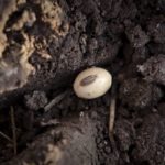 (Photo courtesy United Soybean Board)