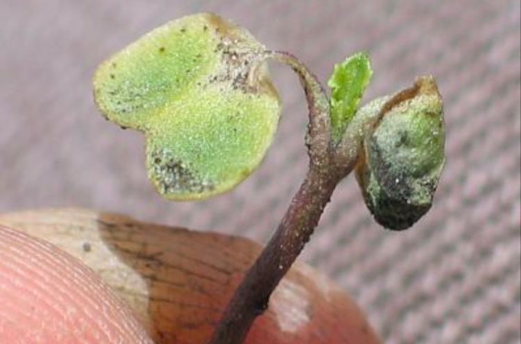 New growth on a canola plant following a frost indicates the seedling has survived. (Canola Council of Canada photo)
