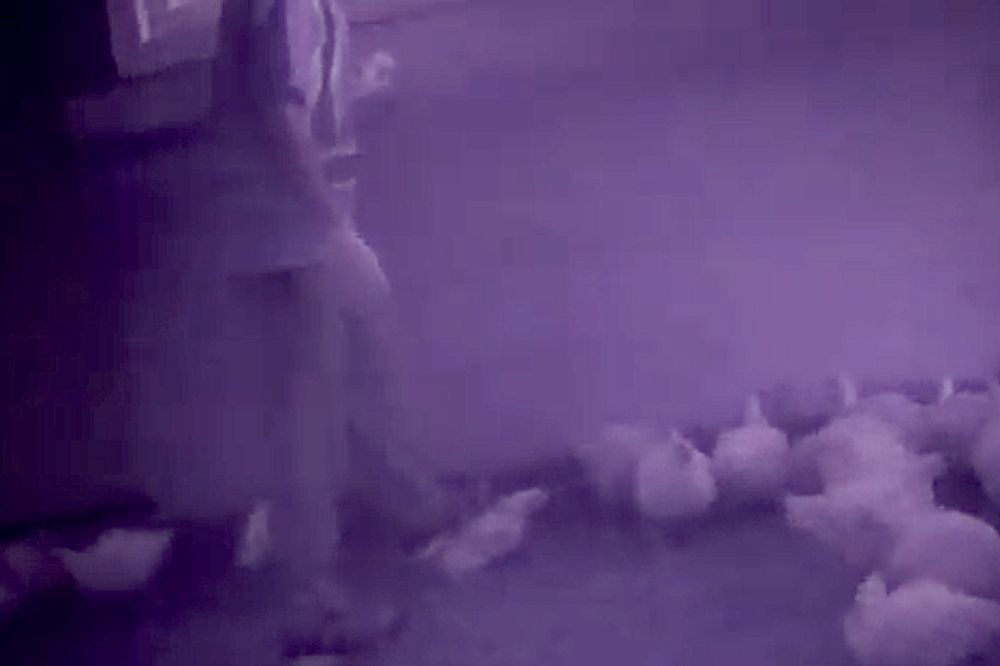 (Video screengrab for MercyForAnimals.org)
