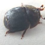 An adult small hive beetle. (Omafra.gov.on.ca)