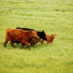Photo: Canada Beef Inc.