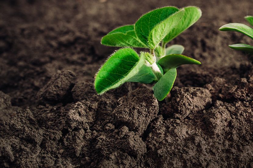 (Agriculture.basf.com)
