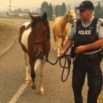 Horses that escaped from an enclosure onto a road near an RCMP checkpoint in an evacuated zone at Williams Lake are calmed and walked to safety on July 17. (WilliamsLake.bc.rcmp-grc.gc.ca)