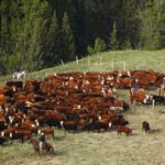 (Photo courtesy Canada Beef Inc.)
