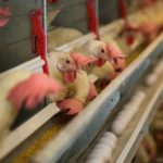 The IBV outbreak in Canada in 2016 and 2017 first affected layers, whereas it affected broilers first in the U.S. (Photo courtesy Poultry Industry Council)
