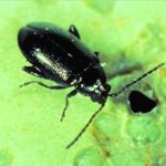 Flea beetle. (Photo courtesy Canola Council of Canada)
