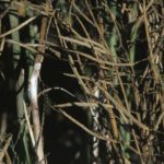 Sclerotinia in canola. (Photo courtesy Canola Council of Canada)