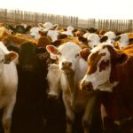 Strong demand from the U.S. will continue to support Western Canadian feeder prices.
 Photo: Canada Beef Inc.
