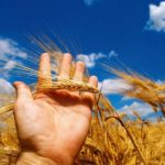 A diplomatic dispute between Canada and Saudi Arabia has halted wheat and barley shipments to the middle eastern country.  Photo: Thinkstock