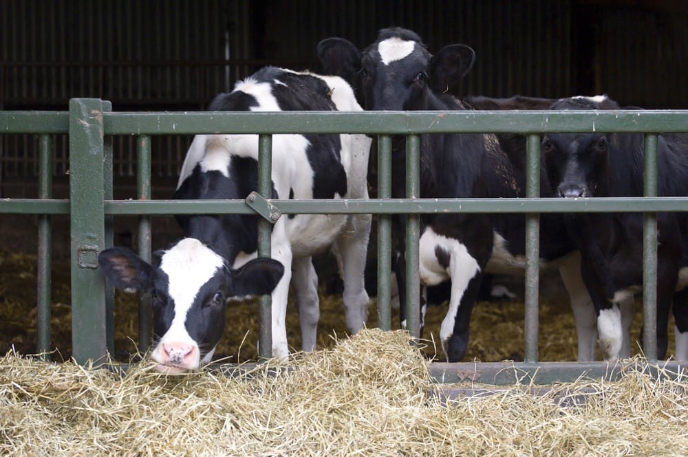 Some farmers forced to use up winter fodder supplies.  Photo: dageldog/Getty Images

