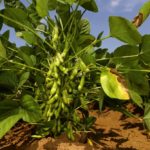 China will be looking to other markets to fill its annual shortfall of 90 million tonnes of soybeans, a third of which the U.S. had traditionally supplied.  Photo: Thinkstock
