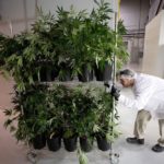 A worker pushes a cart of marijuana plants at the Canopy Growth facility at Smiths Falls, Ont. on Jan. 4, 2018. (File photo: Reuters/Chris Wattie)