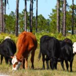 Cattle graze at a military base in Florida. (Wirepec/iStock/Getty Images)
