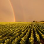 A double rainbow over a Manitoba soybean field. (ImagineGolf/iStock/Getty Images)
