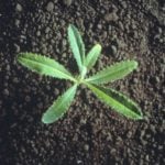 Canada thistle seedling. (Photo courtesy Canola Council of Canada)