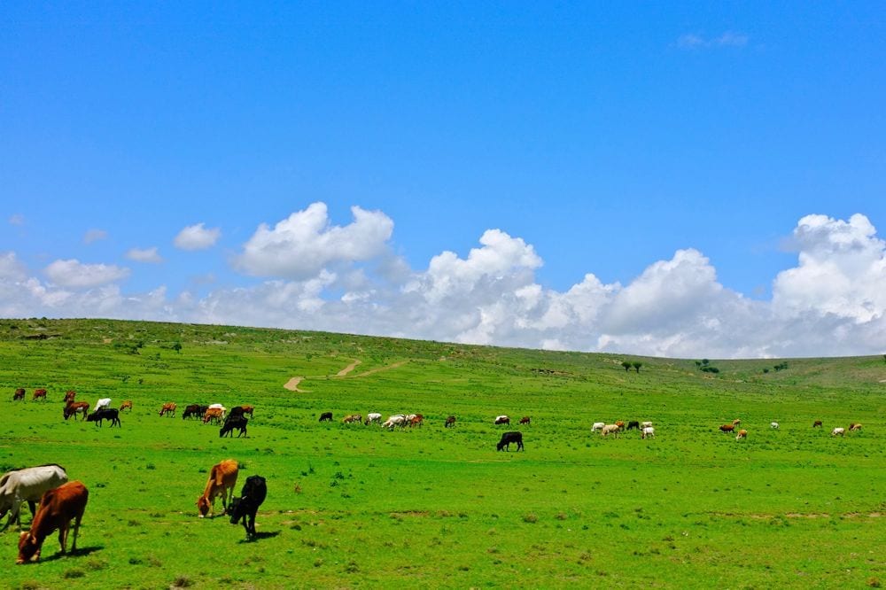 Cattle on pasture in the Philippines. (LeoLee/iStock/Getty Images)
