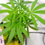 A small marijuana plant grows in a lab at the new Commercial Cannabis Production Program at Niagara College in Niagara-on-the-Lake, Ontario, Canada, October 9, 2018.  Photo: Reuters/Carlos Osorio/File
