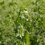 Roquette hopes pea acreage will increase in Manitoba, but the financial incentive will need to be there for farmers in order to dedicate the acres.
 Photo: File/Lisa Guenther
