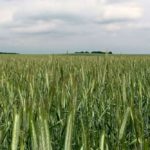 Fall rye flowering near Deerwood, Man. on June 7, 2018. (Allan Dawson photo)
