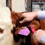 (Screengrab from Allflex video via YouTube)
