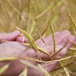 (Video screengrab via GenuityTraits.ca)
