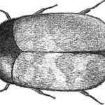 Drawing of an adult Khapra beetle. (GrainsCanada.gc.ca)