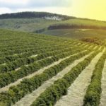 File photo of a Brazilian coffee plantation. (Sidney de Almeida/iStock/Getty Images)
