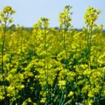 CWB to begin marketing canola